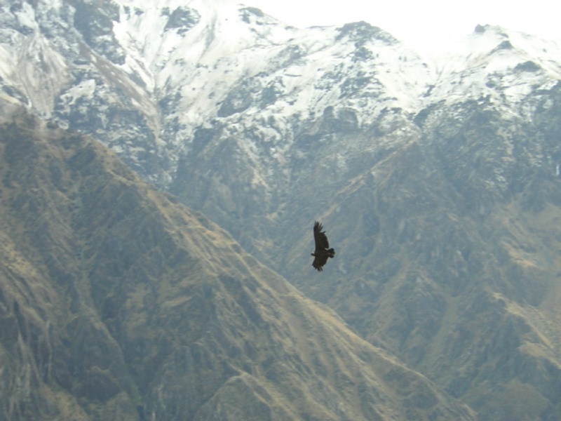 Condors_at_Colca_Canyon.JPG