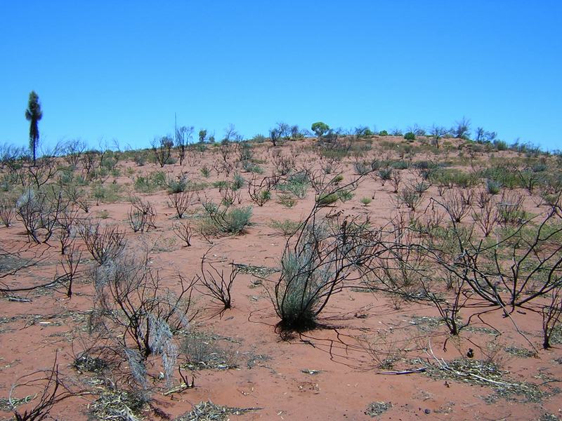 Outback.JPG