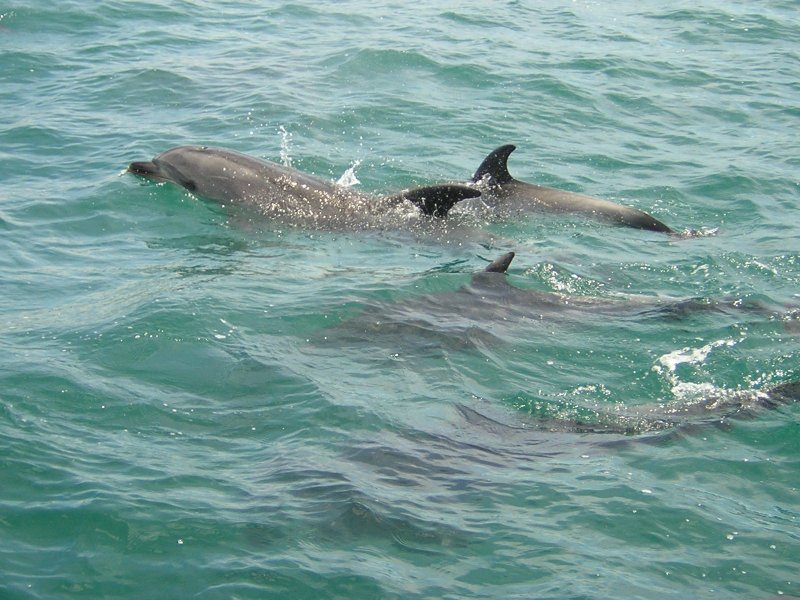 playful_dolphins.jpg