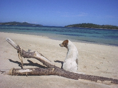 beachdog.jpg