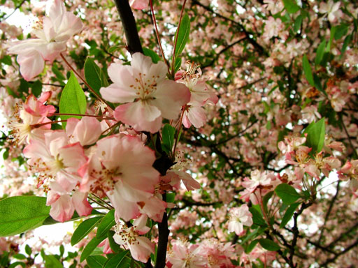 blossomcloseupSFW.jpg