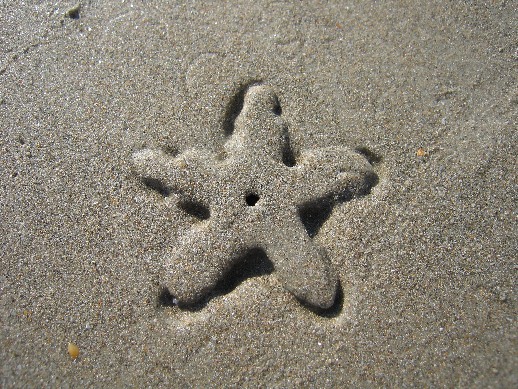starfishsand.jpg
