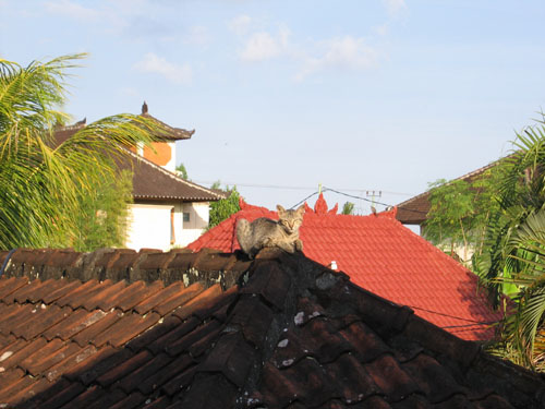 cat_on_a_hot_roof.jpg