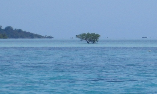 oceantree.jpg