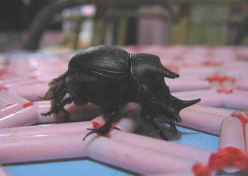 rhino_beetle.jpg