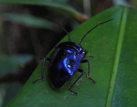 bluebug.jpg