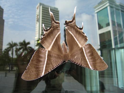 petronas_moth.jpg