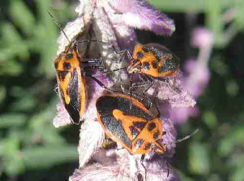orangeblackbugs.jpg