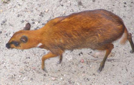 Greater Mousedeer