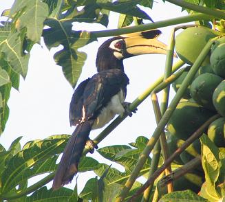 Sarvinokkalintu - Pulau Pangkor