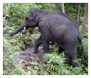 baby elephant trek