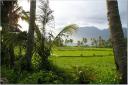 rice-lake-maninjau-west-sumatra.jpg