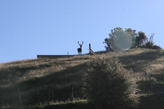 The stag standing on top of the hill