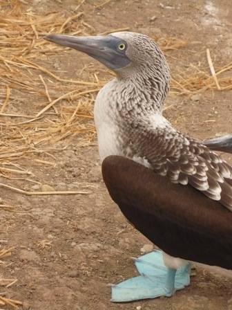 Blue footed Booby!