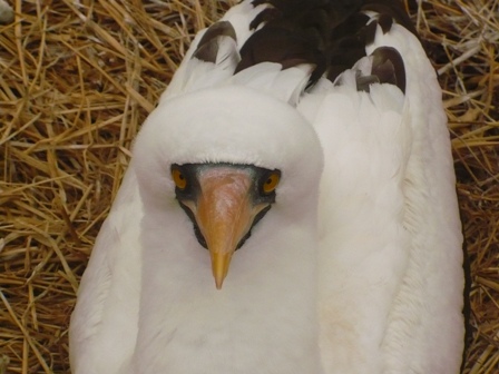 Masked booby