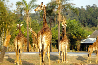 chimelong safari park, Guangzhou xiangjiang zoo, Panyu, Guangzhou, China : giraffe
