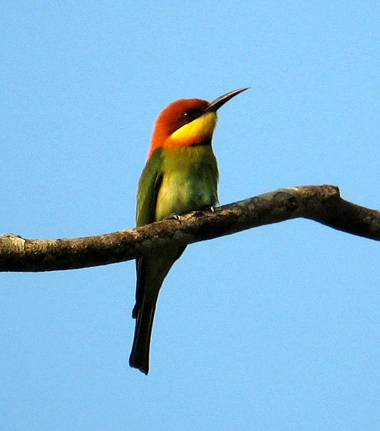 Chestnut-headed bee-eater