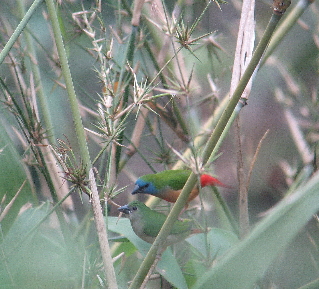 pin-tailed parrotfinch