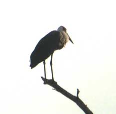 wooly-necked stork