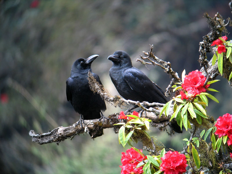 large-billed crows