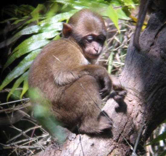 baby macaque