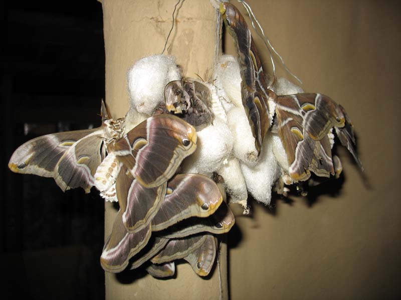 silk moths