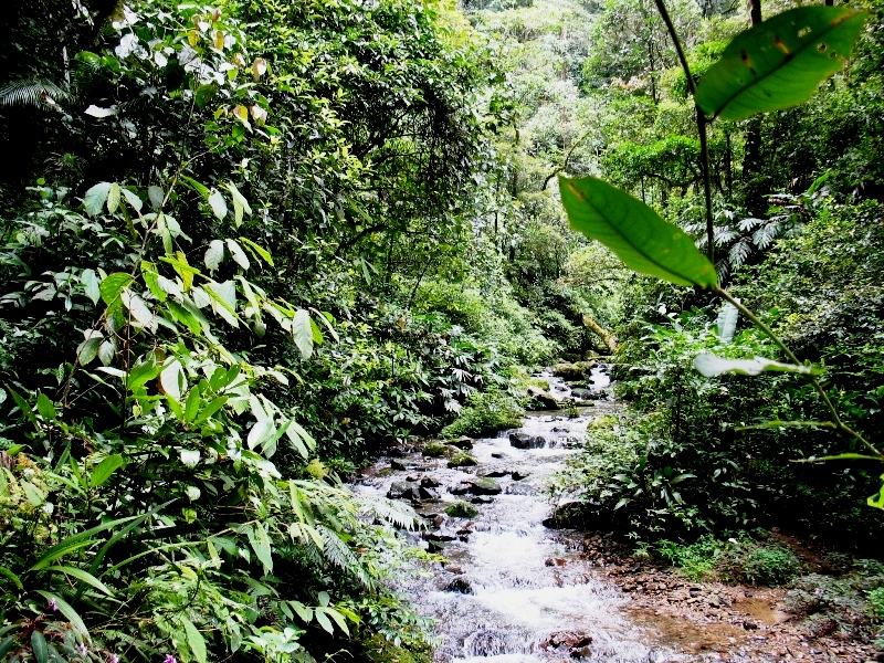 forest Kinabalu