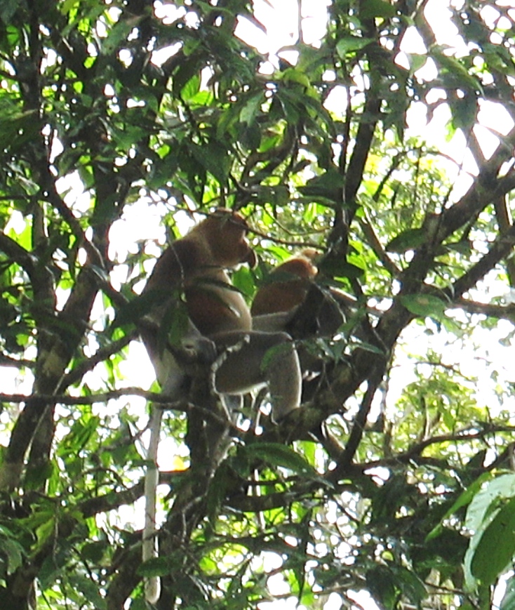 primates