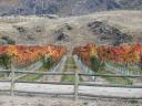 Autumn Vines Kawarau Valley