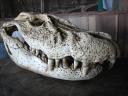 ALigator Skull