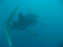 whale-shark-4.jpg