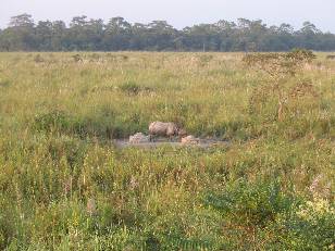 One-horned rhino in Jaldhapara Wildlife Sanctuary