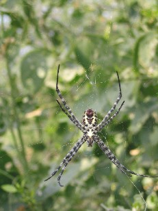 Close-up of a spider, Bird Sanctuary, Bharatpur