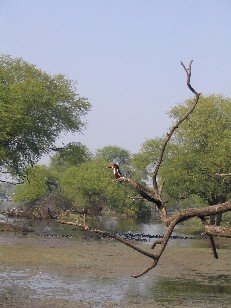 A kingfisher posed perfectly, Bird Sanctuary, Bharatpur