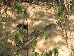 The Mighty Python, Bird Sanctuary, Bharatpur