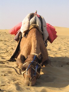 Camel Siesta, Thar Desert