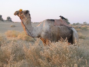 Desert Friends, Thar Desert