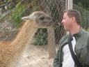 A guanaco kissing Brendan…yes, the same kind as the one who died for my coat