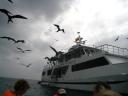 Frigate birds following our ship….