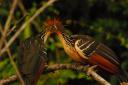 The elusive hoatzin….not really that elusive after all…