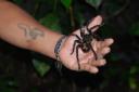 One of many tarantulas…this one is poisonous