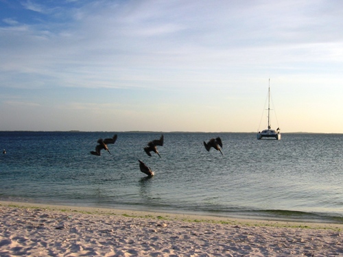 Diving Pelicans.jpg