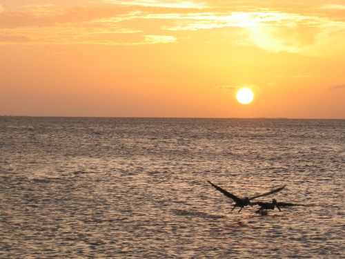 Sunset Pelicans_close.jpg