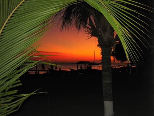 Sunset palm.jpg