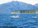 Whales swimming the inside passage