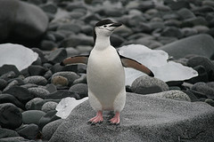 Chin-Strap Penguin