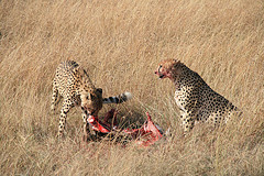 Cheetahs Feasting
