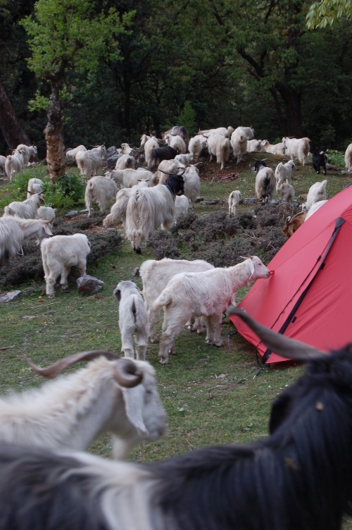 A passing goat herd take an interest in my tent