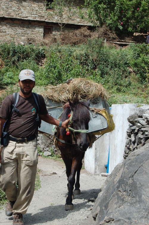 The cook and one of the pack-horses