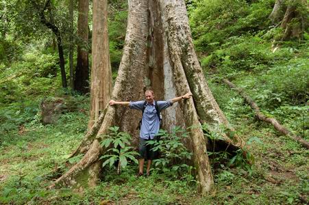 A big mahagony tree